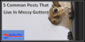 gutter pests, pests in gutters, common gutter pests