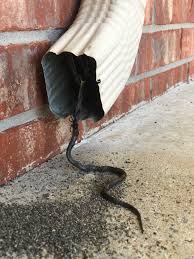 snake in gutter