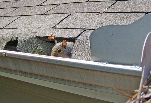 pest in gutter